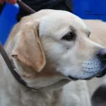 Pies do adopcji