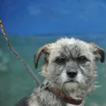 Pies do adopcji