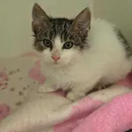 Kot do adopcji