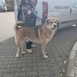 Znaleziono psa
