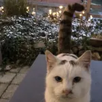 Znaleziono kota, Ostroróg, 25 grudnia 2021