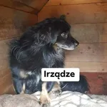 Znaleziono psa, Tarnowskie Góry, 2 kwietnia 2022