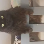 Kot rasy maine coon, wczoraj wieczorem spadl z okna. Umiescilam juz ogloszenia w internecie i szukam caly czas. Gdyby ktos zglosil znalezienie prosze o kontakt