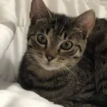 Dziewięciomiesięczna bura kotka o żółto-brązowych, dużych oczach i szczupłym tułowiu