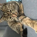 Kotka miała różowe szelki i smycz