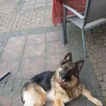 W nocy z 09.05.22 na 10.05.22 w okolicach ul.Kolumny 500 zagineła suczka Deisi jest bardzo ufna w stosunku do ludzi, piesek nie ma tylnej łapki 