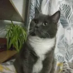Zaginął kot, Krasnystaw, 9 maja 2022