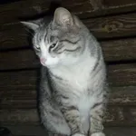 Znaleziono kota, Gołdap, 14 kwietnia 2022
