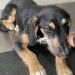 Oddam dwa psy w typie rasy sznaucer