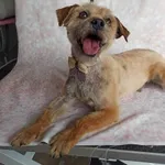 Zbysiu Malutki- jestem do adopcji, pochodzę z podkarpacia