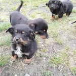 oddam za darmo małe pieski