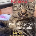 Zaginął kot, Koninko, 2 czerwca 2022