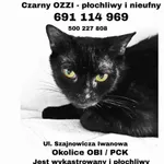 Zaginął kot, Częstochowa, 25 maja 2022