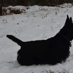Zaginął pies, Żory, 7 marca 2018