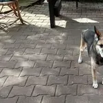 Zaginął pies, Zgierz, 26 kwietnia 2018