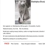 Zaginął kot, Warszawa, 9 maja 2021