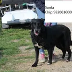 Zaginął pies, Goszczanów, 12 sierpnia 2015