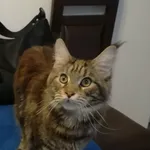 Zaginęła kotka w okolicach Placu Szembeka