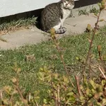 Znaleziono kota, Gdańsk, 2 kwietnia 2022