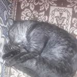 Zaginął kot, Karczmiska Pierwsze, 18 stycznia 2022