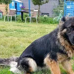 Znaleziono psa, Łęczyce, 13 czerwca 2022