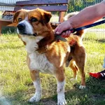 Znaleziono psa, Wejherowo, 16 czerwca 2022