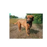 Korwat (nr rej. P-5150/22) pies, urodzony w maju 2012 r., przyjechał do Schroniska z ul. Ciołkowskiego w dniu 16.06.2022 r.