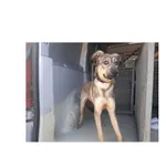 Tyśka (nr rej. P-5139/22) 2-letnia suczka przyjechała do Schroniska z ul. Transportowej w dniu 06.06.2022 r.