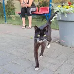 Znaleziono kota, Jaźwina, 18 czerwca 2022