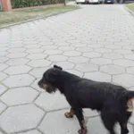 Znaleziono psa, Karolew, 22 czerwca 2022
