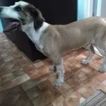 znaleziono na Widzewie psa