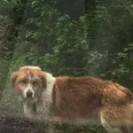 Pies /lub suka wędrowiec