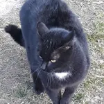 Zaginął kastrowany kot