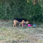 Znaleziono psa, Burzenin, 23 czerwca 2022