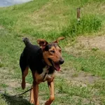 Znaleziono psa, Sandomierz, 12 czerwca 2022