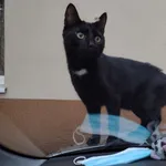 28.06 na Kozinach okolice Kasprzaka i Bardowskiego zaginął mały czarny domowy kot wychodzący. Lubi człowieka daje się głaskać reaguje na imię Malutki lub Wydrzys. Jest ciekawski wszędzie zagląda może 