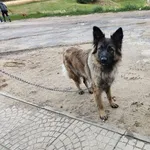 Znaleziono psa, Kobierno, 11 lipca 2022
