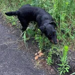 Znaleziono psa podobna rasa do terrier