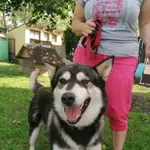 Znaleziona suka gmina Kozienice