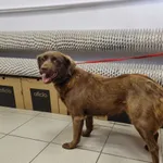 Znaleziono psa, Kościerzyna, 1 lipca 2022