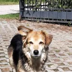 Znaleziono psa, Rakowiec, 5 lipca 2022