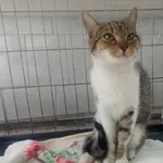 Znaleziono kota, Toruń, 14 lipca 2022