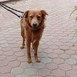 Znaleziono psa, Toruń, 15 lipca 2022