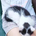 Zaginął kotek - Łatka