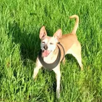 Zaginęła brazowa suczka