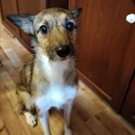 Że względu na dziecko sprawa pilna sunia 1 rok