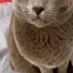 ZAGINĄŁ KOT Rosyjski Niebieski  Granica woj. mazowieckie 24.07.22