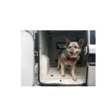 Borgi (nr rej. P-5195/22) pies urodzony w 2009 r., przyjechał do Schroniska z ul. Ogrodniczki w dniu 13.07.2022 r.