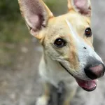 Dexter - 2 LATA ZA KRATAMI :( Sam ma 3, ile to życia jednego psa?