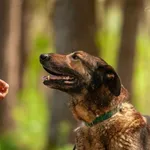 Nurmi całe życie spędził w schronisku. Nie ma już wiele czasu!